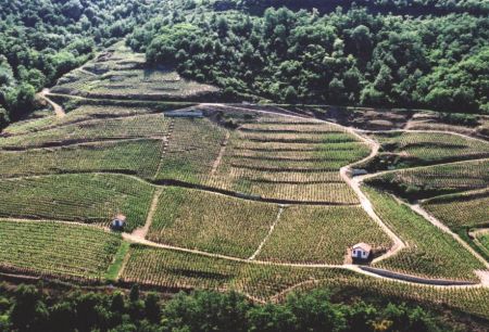 « Le Paradis » is the name of one of our plot situated above the village of Mauves. Le Paradis is also one of our greatest wines. A great south/south-east « terroir »