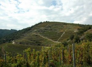 The plot les Cotes is exposed south and is situated in the village of Mauves. It is the rediscovered terroir!